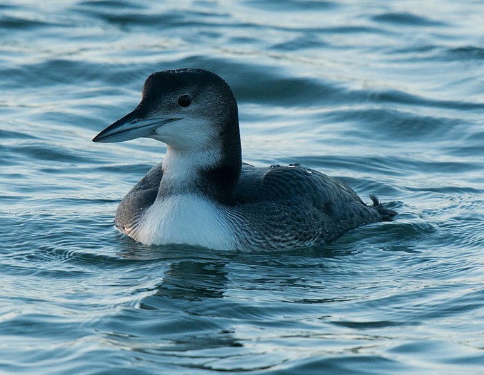 Great Northern Diver