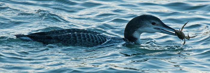 Great Northern Diver