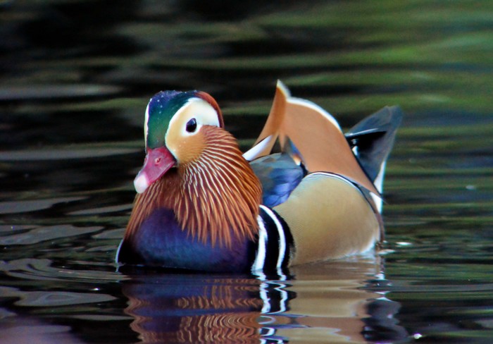 Mandarin