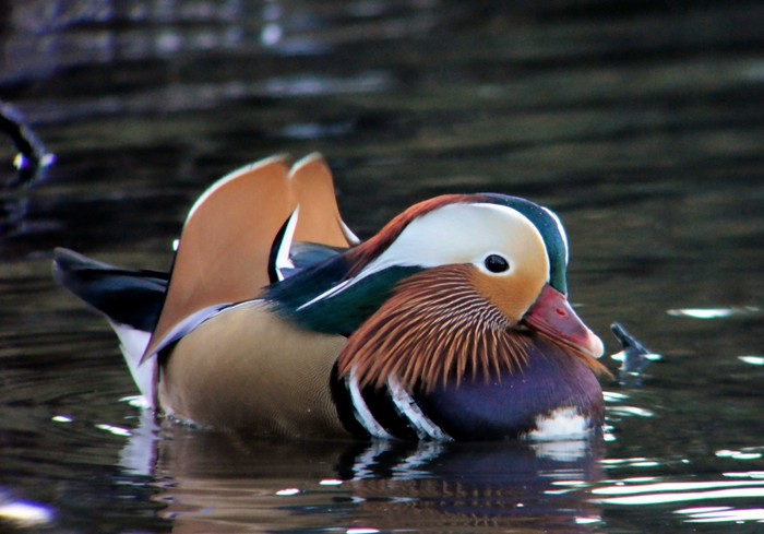 Mandarin