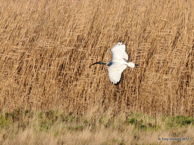 Sacred Ibis