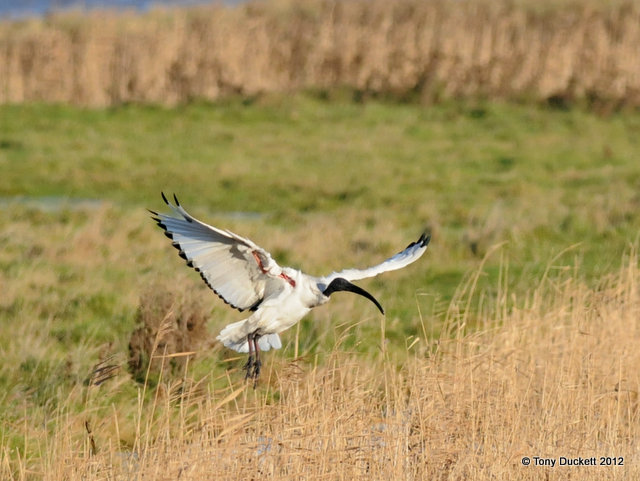 Sacred Ibis