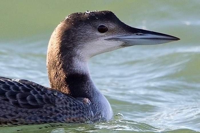 Great Northern Diver