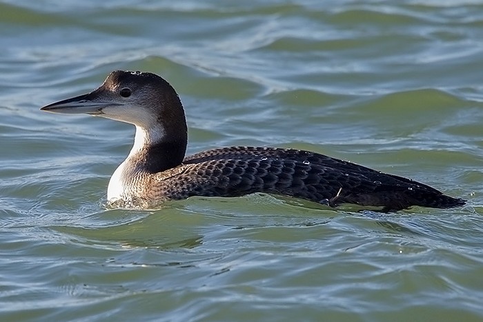 Great Northern Diver