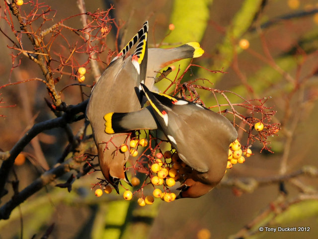 Waxwing