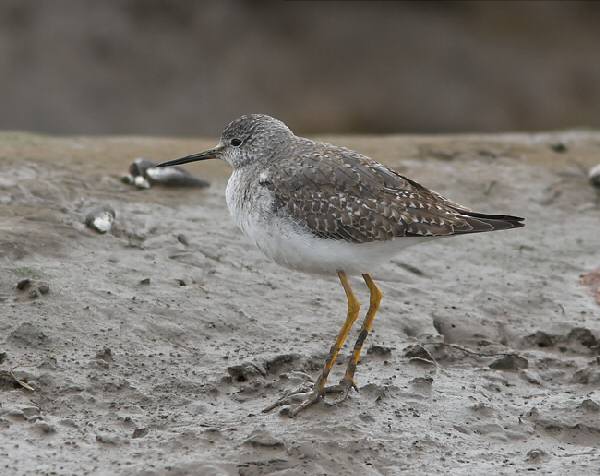Lesser Yellowlegs