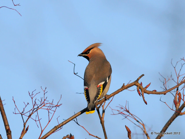 Waxwing