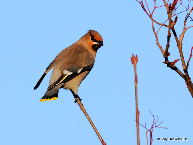 Waxwing