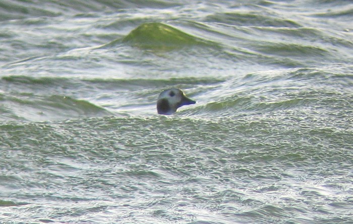 Long-tailed Duck