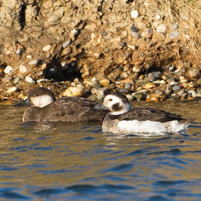 Common Scoter