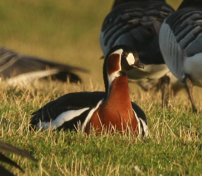 Red-breasted Goose