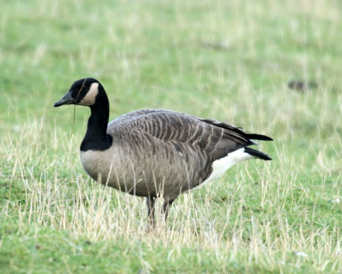 Todd's Canada Goose