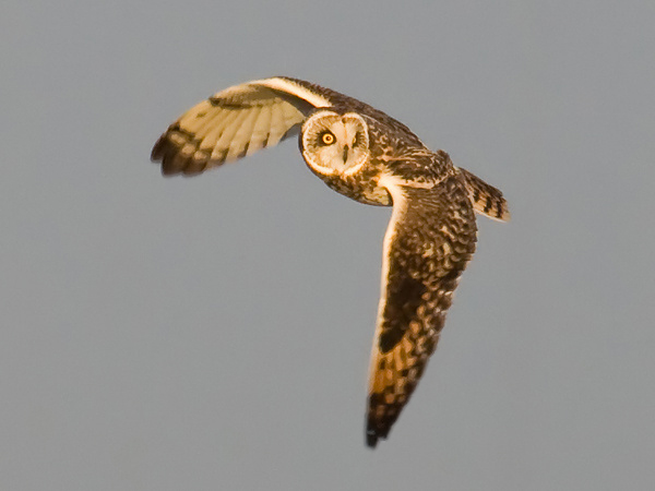 Short-eared Owl