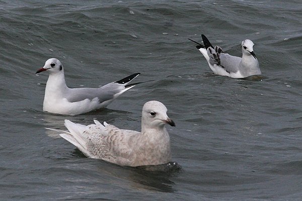 Bonaparte's Gull