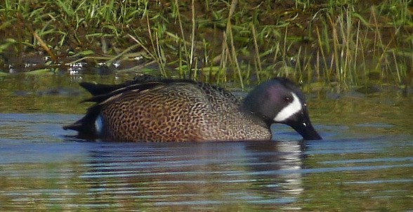 Blue-winged Teal
