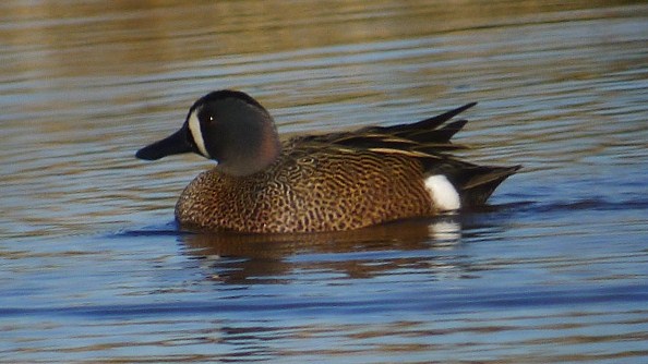 Blue-winged Teal