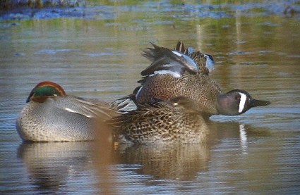 Blue-winged Teal