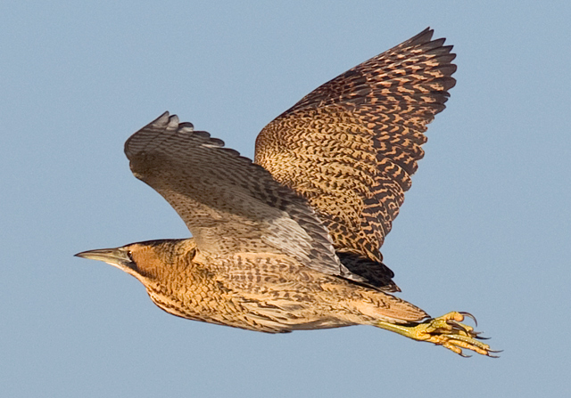 Bittern
