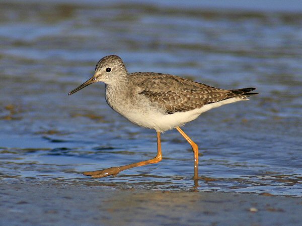 Lesser Yellowlegs