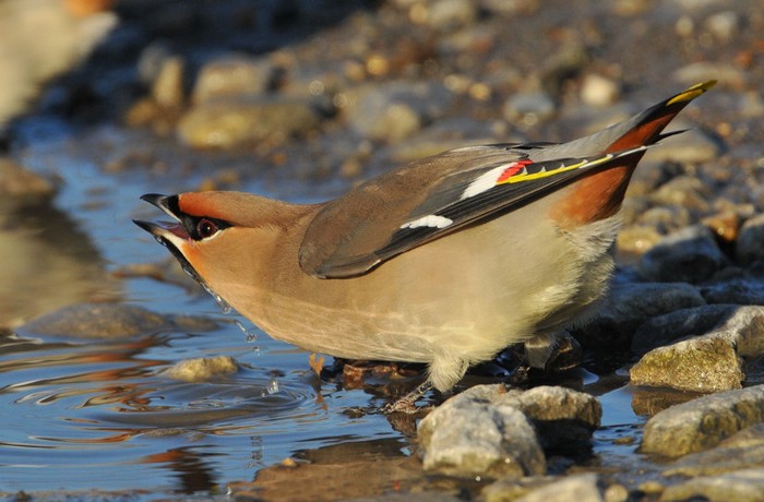Waxwing