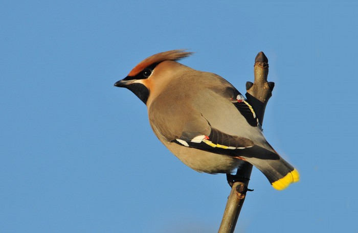 Waxwing