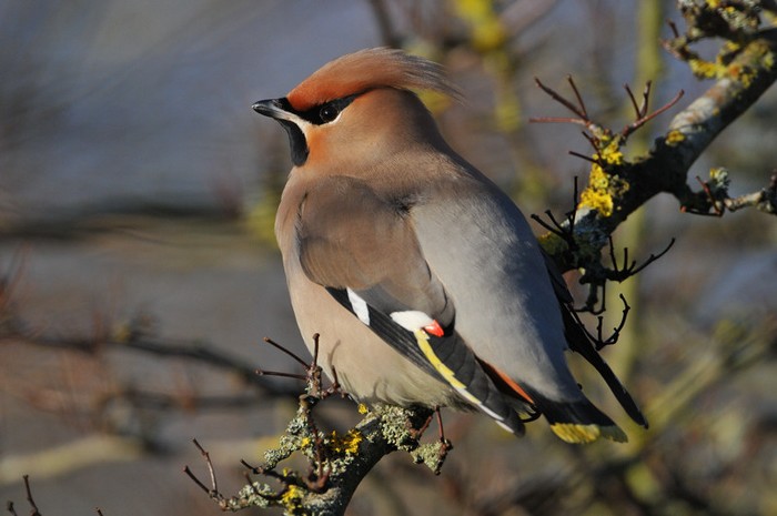 Waxwing