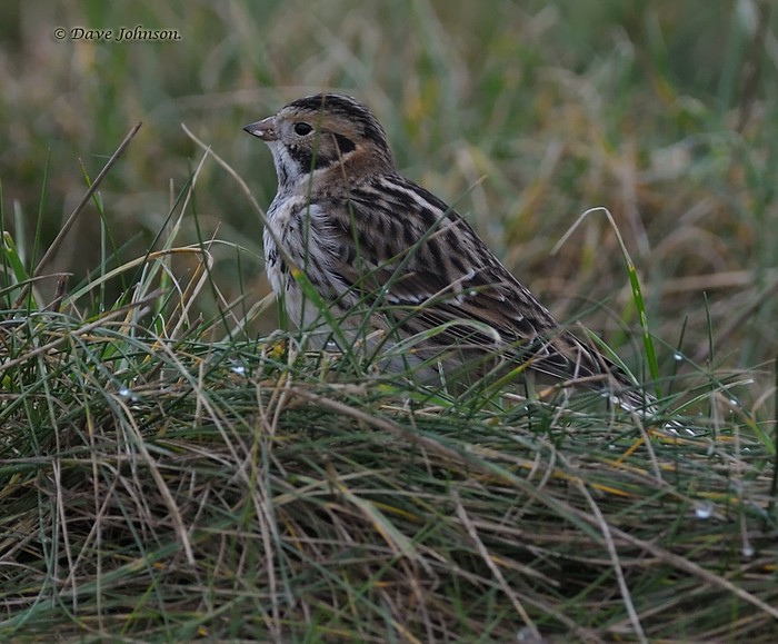 Lapland Bunting