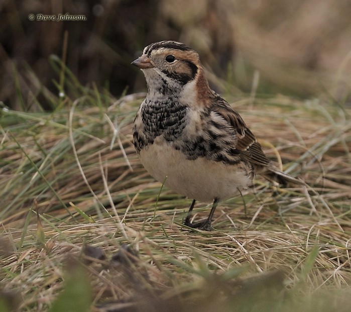 Lapland Bunting
