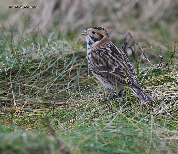 Lapland Bunting
