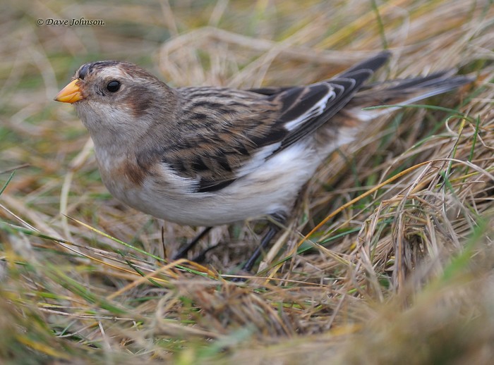 Snow Bunting