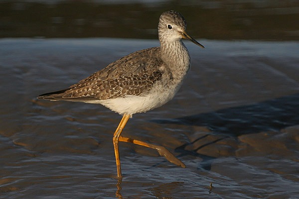 Lesser Yellowlegs