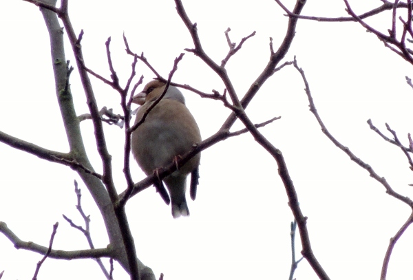 Hawfinch