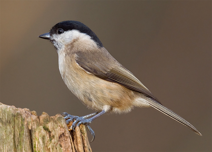 Marsh Tit