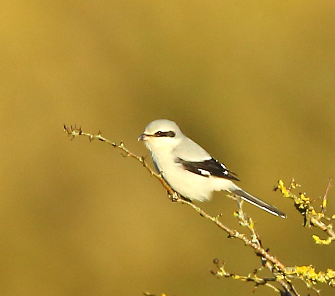 Great Grey Shrike