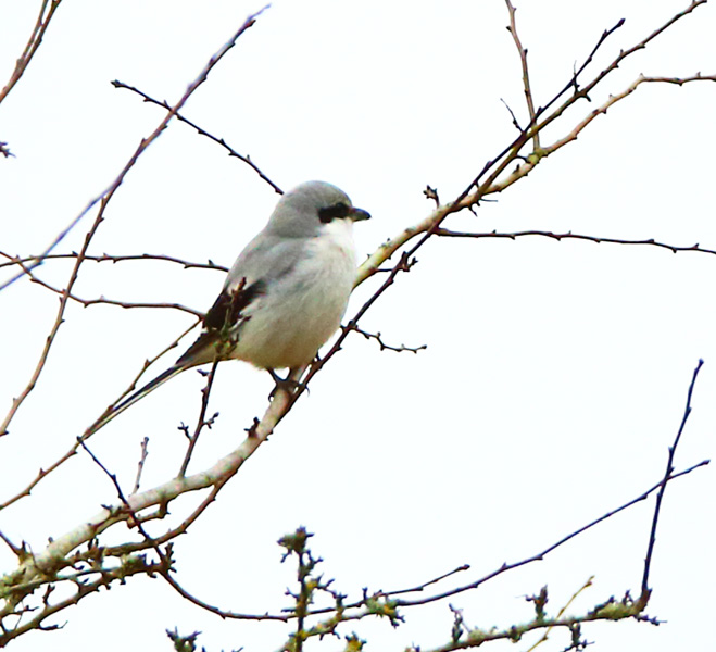 Great Grey Shrike