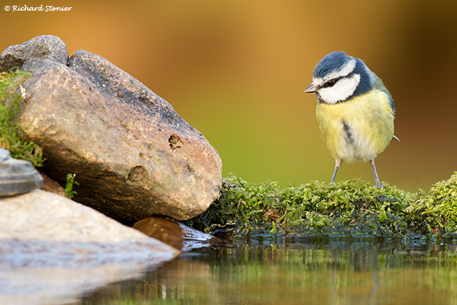 Blue Tit