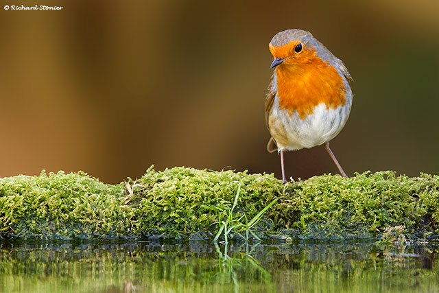 Robin