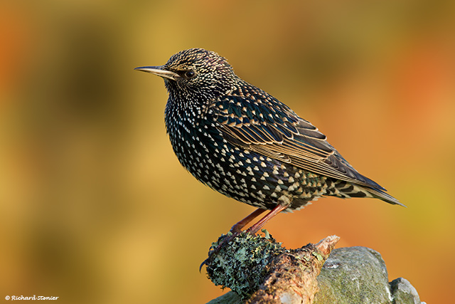 Starling