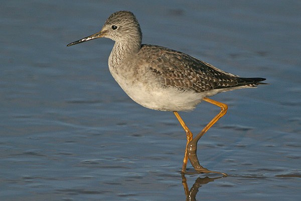 Lesser Yellowlegs