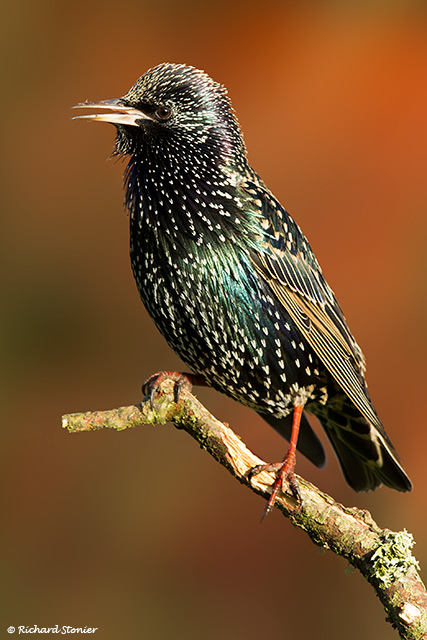 Starling