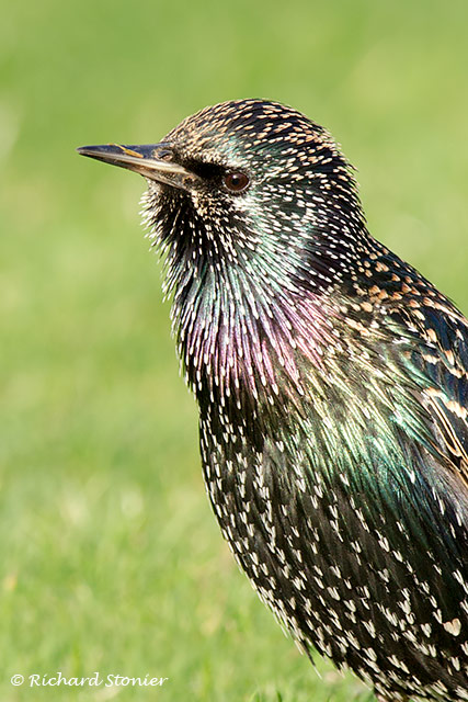 Starling