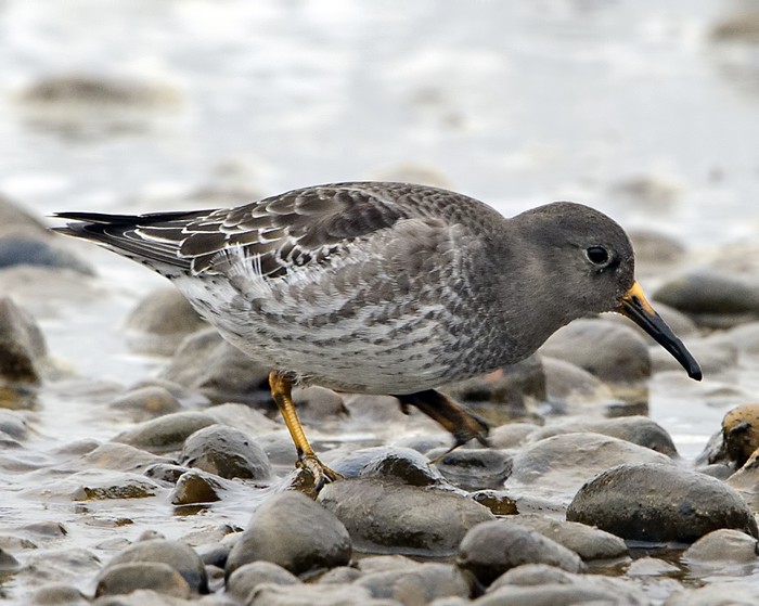 Purple Sandpiper