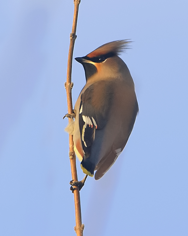 Waxwing
