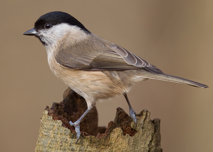 Marsh Tit