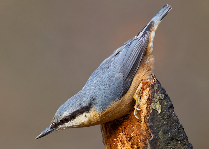 Nuthatch