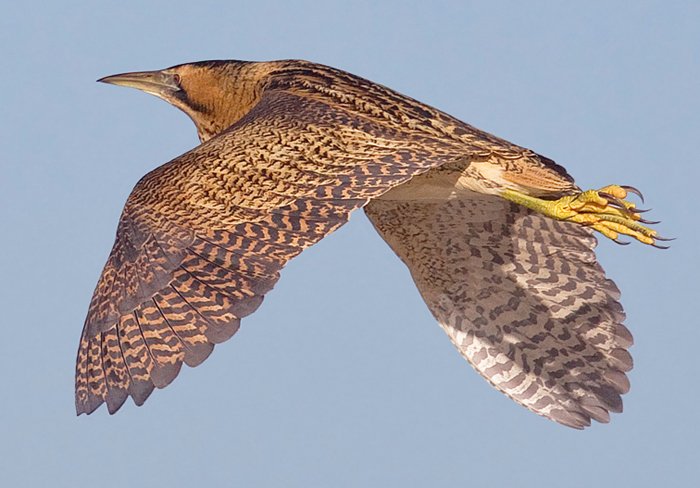 Bittern