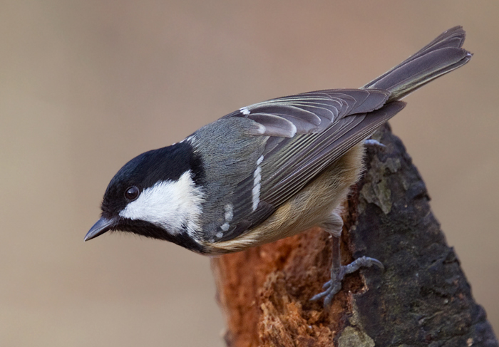 Coal Tit