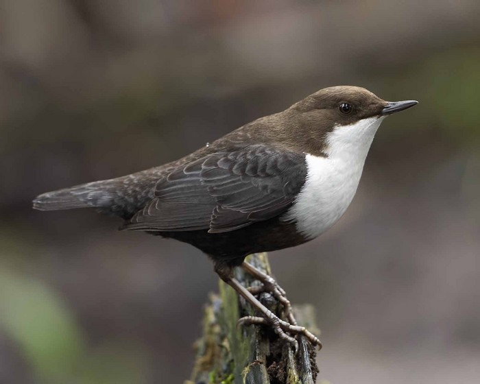Black-bellied Dipper