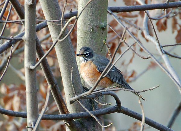 American Robin