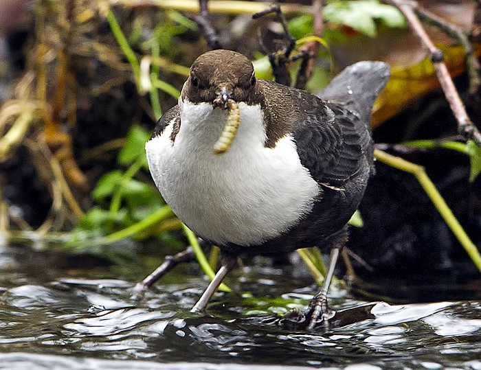 Black-bellied Dipper